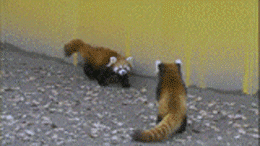 ɰСɢGIF̬ͼƬ