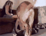 ɰСɢGIF̬ͼƬ