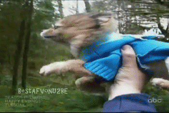 ĬЦСGIF̬ͼ