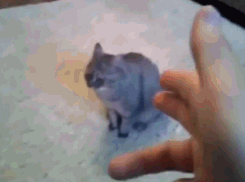 ǹĿɰСȳGIF̬ͼ