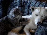 Ĭȳ賬ЦGIF̬ͼƬϼ