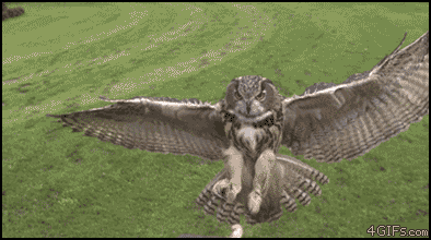 ɰЦGIF̬ͼƬ