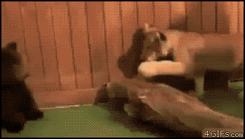 ɰЦGIF̬ͼƬ