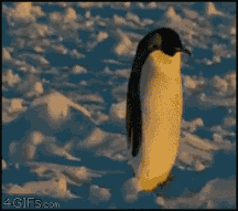 ɰЦGIF̬ͼƬ