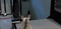 ȻèèĶ̬GIFͼƬ