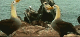 ЦGIF̬ͼƬ