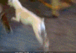 ЦGIF̬ͼƬ