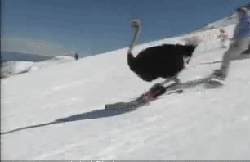 ЦGIF̬ͼƬ