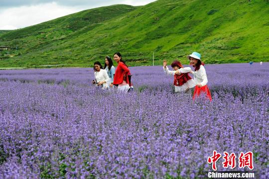 �Ĵ�������ֲ��޹�²��Ѿ����뻨��