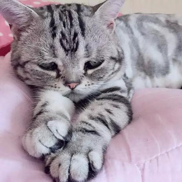 ί��è�ں� ��������̬ʮ��