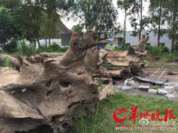 �����̳���44������ľ ���ٱ��Ƶ��Թ��ҲƲ�