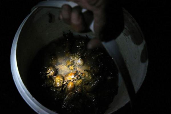 ���ղ��׳����ʳ С��ÿ��35Ԫ�չ�