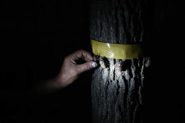 ���ղ��׳����ʳ С��ÿ��35Ԫ�չ�