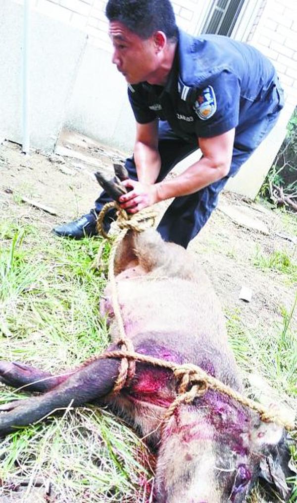 300��Ұ������ѧ�������Ʒ�