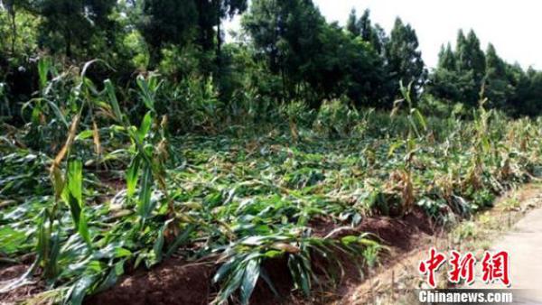 �ɶ����б���Ϯ�� 7���±�����ô���