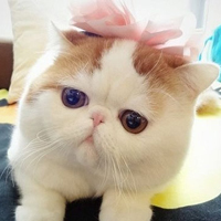 ϵɰèQQͷ
