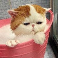 ϵɰèQQͷ