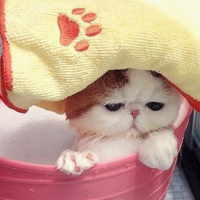 ϵɰèQQͷ