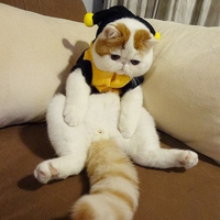 ϵɰèQQͷ