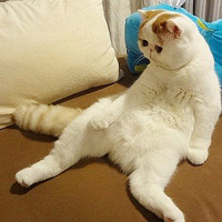 ϵɰèQQͷ