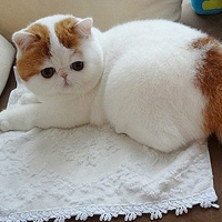 ϵɰèQQͷ