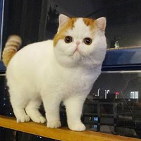 ϵɰèQQͷ