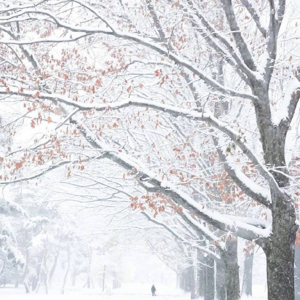 被大雪覆盖的树枝朦胧梦幻自然风景图片