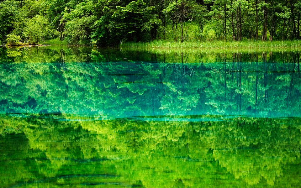 ɫֽ