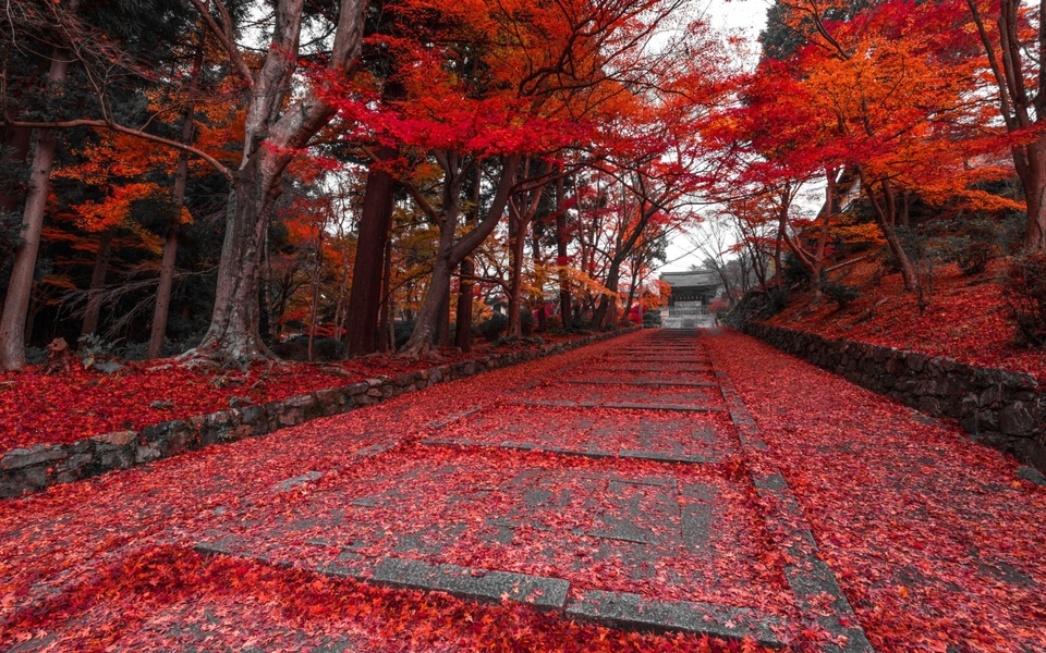 ɫҶȻ羰ֽ̬ͼ