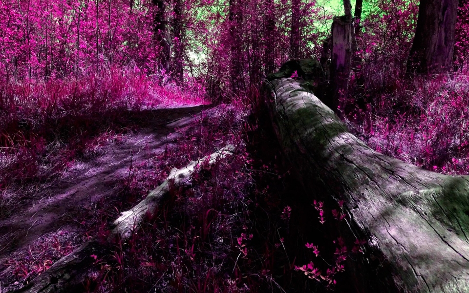 ɫҶȻ羰ֽ̬ͼ