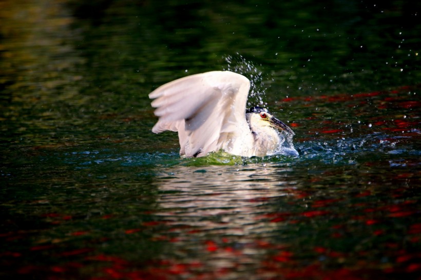ҹغ沶ʳСӰͼƬ