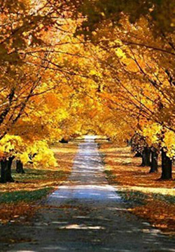 秋天唯美的落叶风景图片