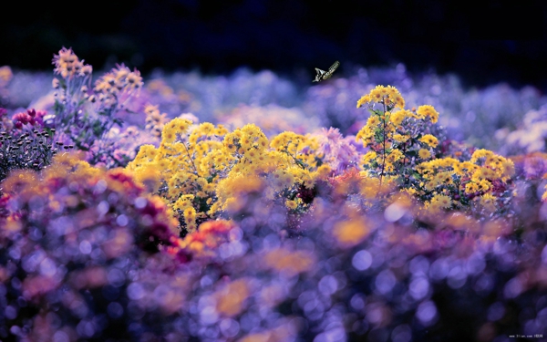 LOMOΨС»ӰͼƬز