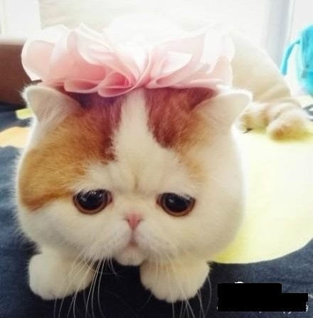 СµȳͼƬд