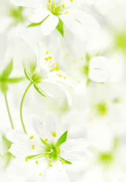 古装白色真花背景图片高清素材