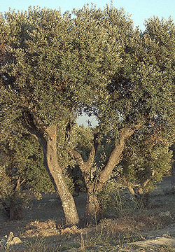 地中海油橄榄风景图片合集