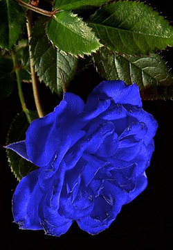 蓝色玫瑰花风景图片合辑