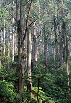 澳大利亚森林风景图片大全