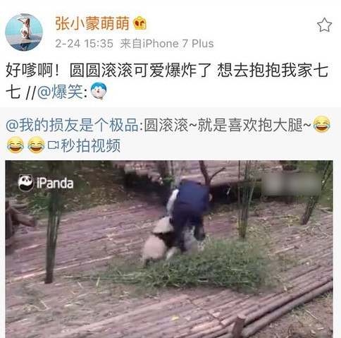 王思聪示爱张小蒙 认养大熊猫取名为“萌七”