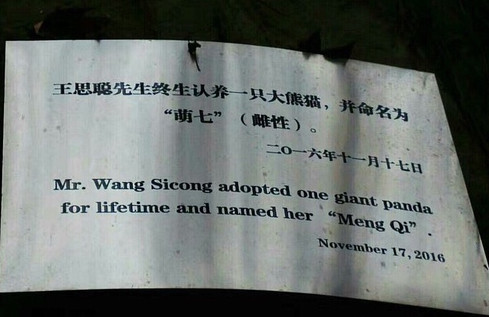 王思聪示爱张小蒙 认养大熊猫取名为“萌七”