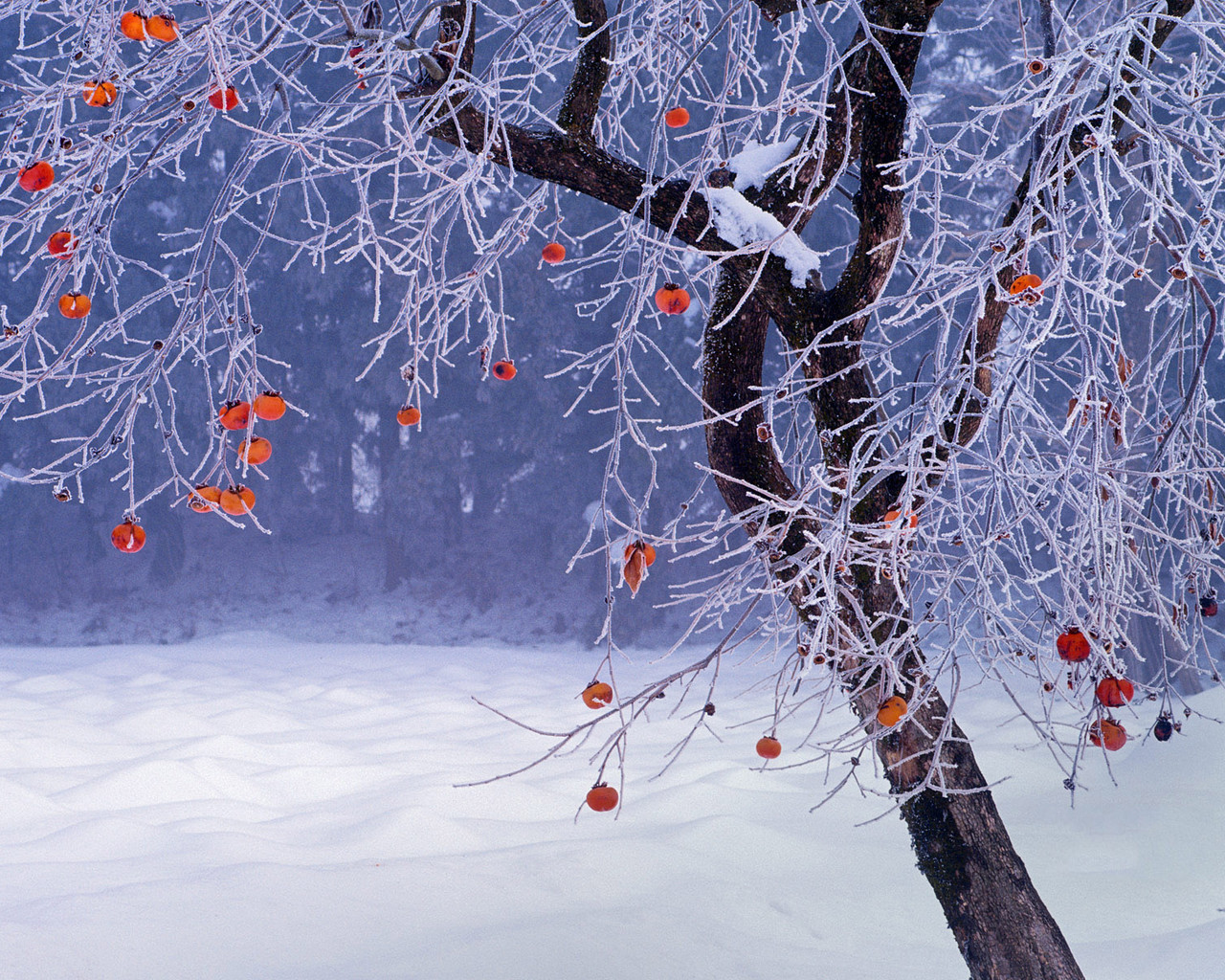 唯美雪景壁纸冬季唯美高清雪景桌面壁纸 唯一图库