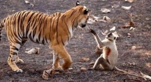 ���ӵ�����ϻ���أ�����ս�ϻ�Ȩ�����³��������벻����