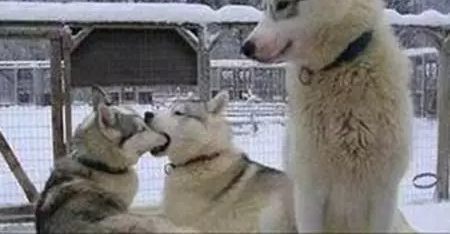 �������и�����ħ��?�ܶ��˷���֤ʵ ����ը����