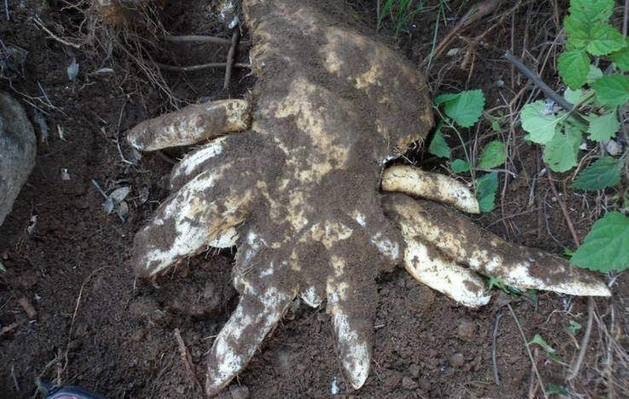 ũ��ɽ�ϵĸ�����ζҰζ����֪���ļ��֣����һ��һ���������