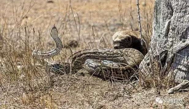 ������������д����, ֱ�ӱ����ҧ���ߴ���ɱ