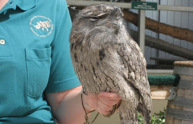 ũ��С�����Ⲷ��һֻ��ֵĴ��񣬾�ת������500��