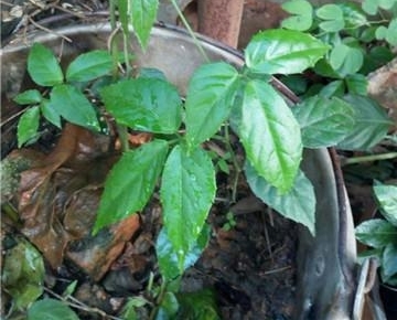 ũ�����˿��еġ����«������ô���������ܳ���