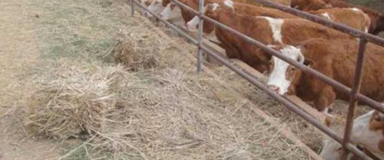 ũ����ֳ��ҵ�������̾��������ᣬ��ë����