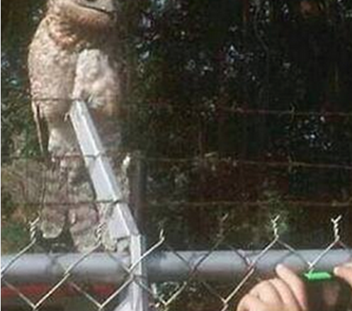 ũ��С�����Ⲷ��һֻ��ֵĴ��񣬾�ת������500��