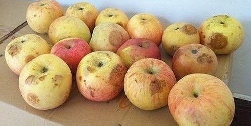 Ϊʲô����ȥũ������ƻ�������ر����Ļ��